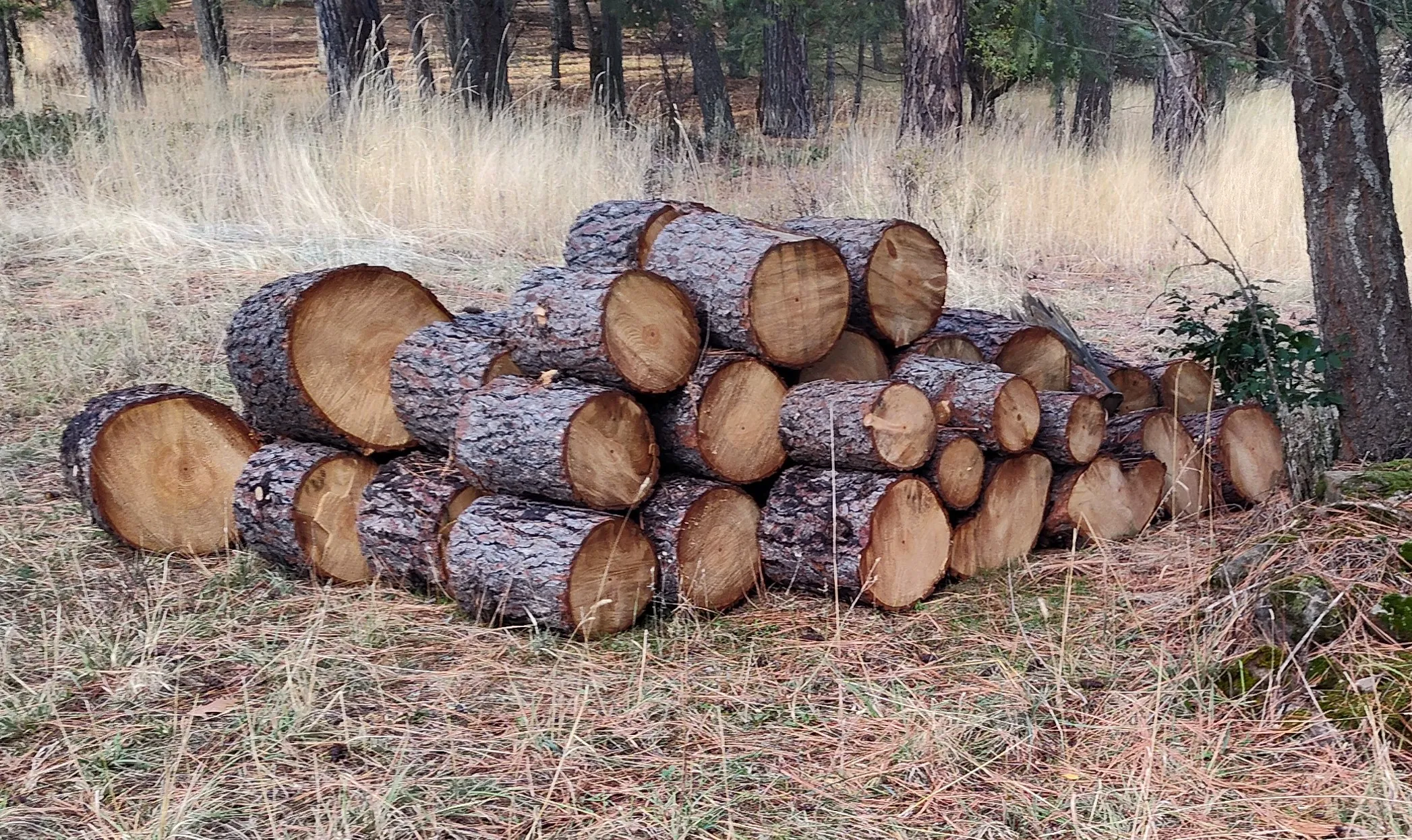 Wood Cutting