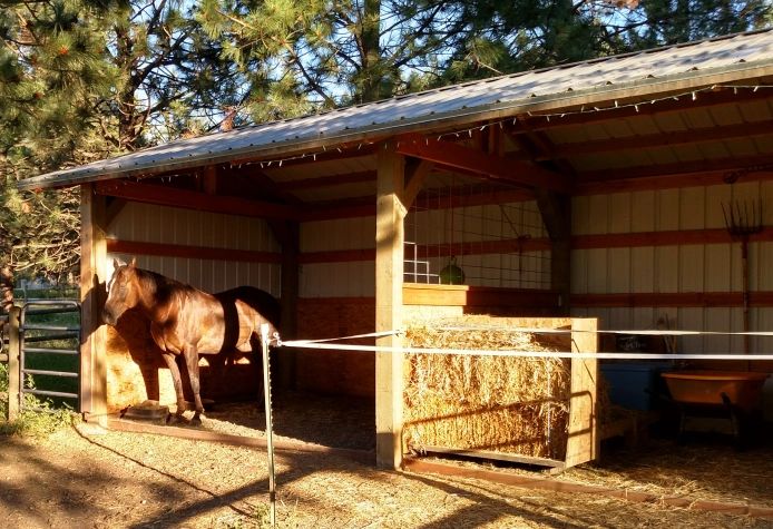 Horse enjoying the sun in a Run In Barn